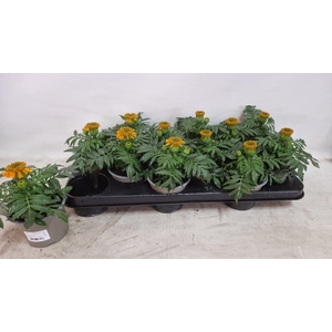 Tagetes Orange
