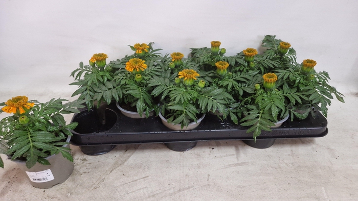 <h4>Tagetes Orange</h4>