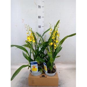 Oncidium   ...