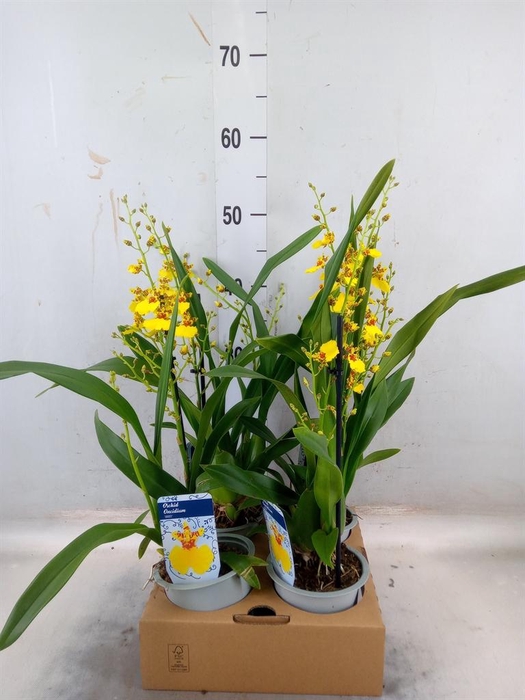<h4>Oncidium   ...</h4>