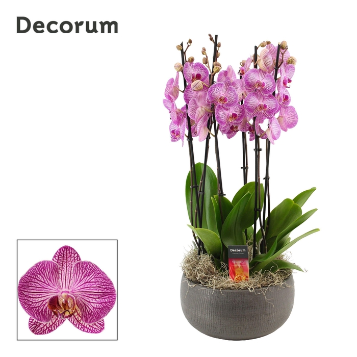 <h4>Nero 6 tak symphony purple (Deco-collection)</h4>