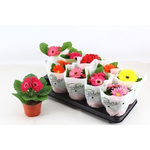 Gerbera gemengd