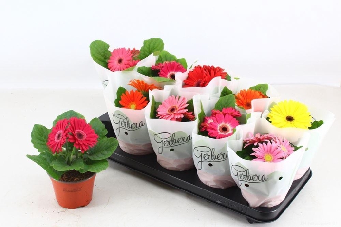<h4>Gerbera gemengd</h4>