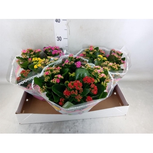 Kalanchoe blos.   ..rosebud mix/pot