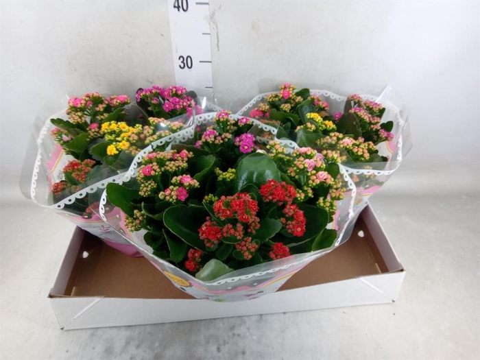 <h4>Kalanchoe blos.   ..rosebud mix/pot</h4>