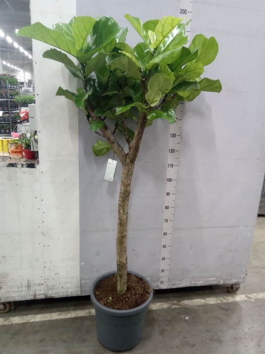 <h4>Ficus lyrata</h4>