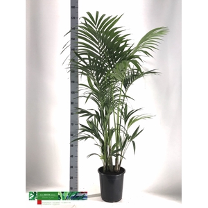 HOWEA FORSTERIANA
