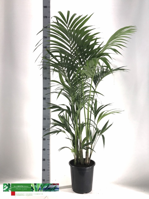 HOWEA FORSTERIANA