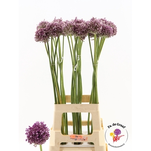 ALLIUM JASMINE