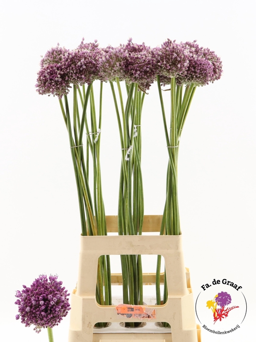 <h4>ALLIUM JASMINE</h4>
