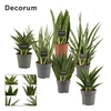 Sansevieria Luxury Mix 12 cm (Decorum)