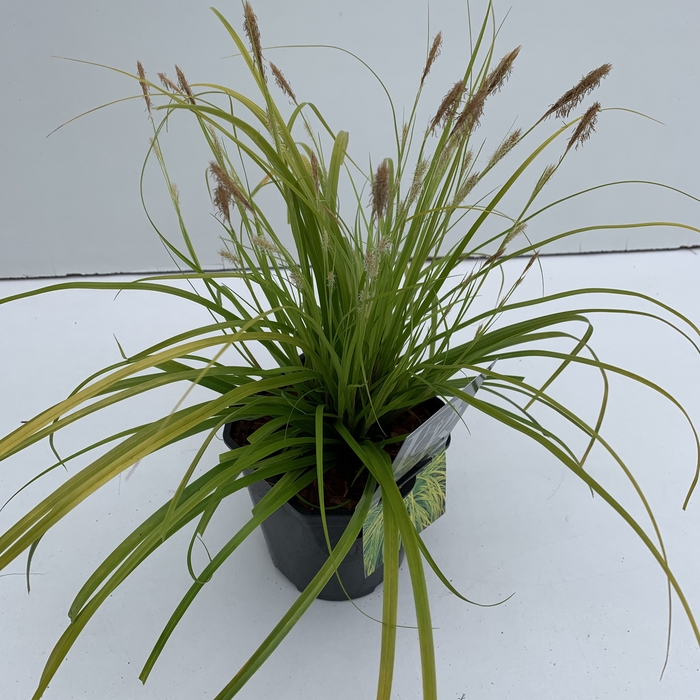 <h4>Carex 'Everillo' P17 (2ltr)</h4>