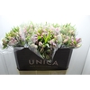 ALSTROEMERIA PLATINA 080 CM