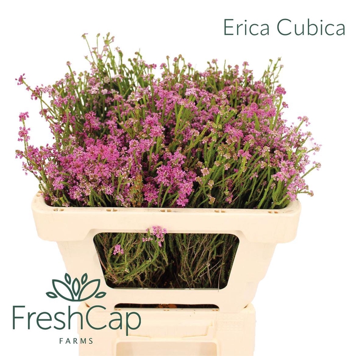 <h4>Erica Cubica</h4>