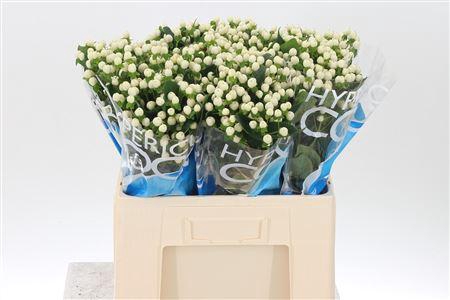 <h4>Hyp Coco Uno White</h4>