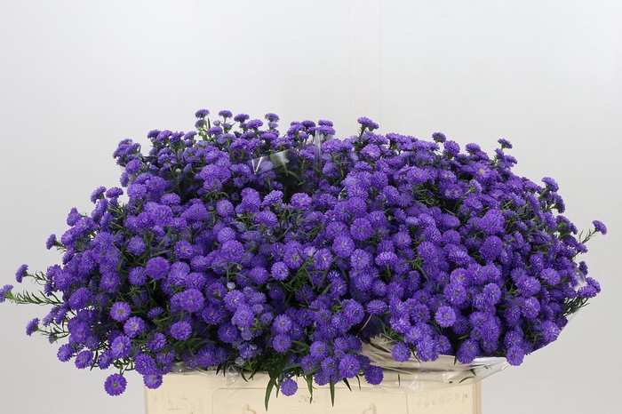 <h4>Aster Baby Parade</h4>