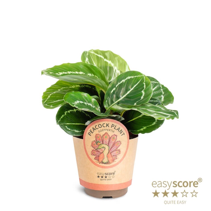 <h4>CALATHEA ROSEOPICTA</h4>