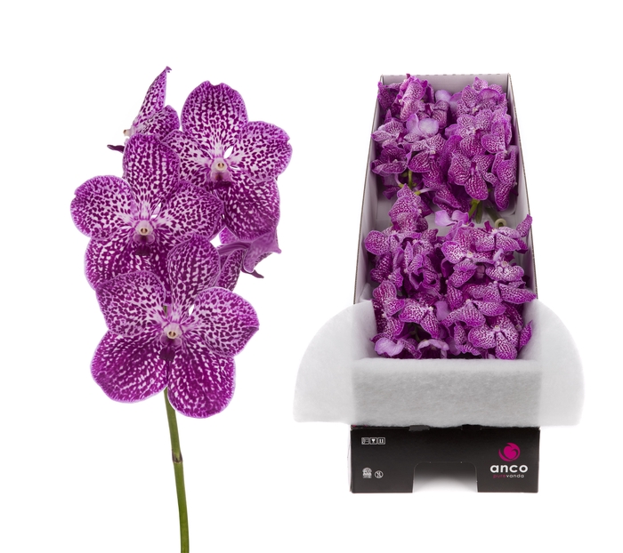 Vanda Lipstick