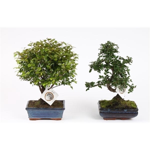 Bonsai Mix in ø20cm Ceramic Ball/S-Shape