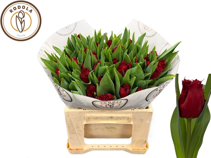 <h4>TU FR INDIANA</h4>