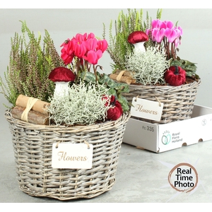 ARR TUINPLANTEN H%