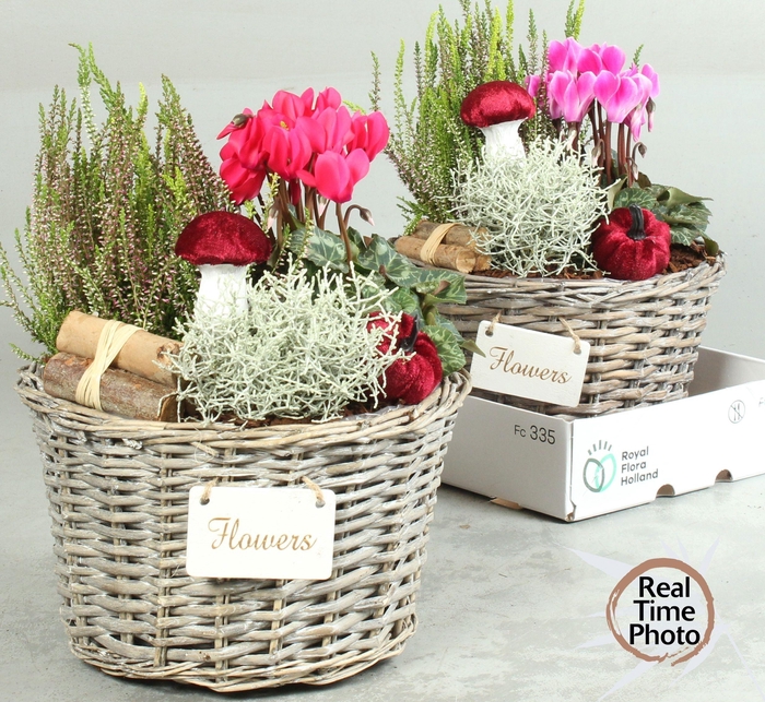 <h4>ARR TUINPLANTEN H%</h4>