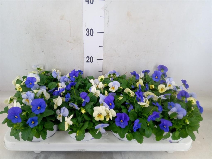 <h4>Viola   ...tricolor</h4>