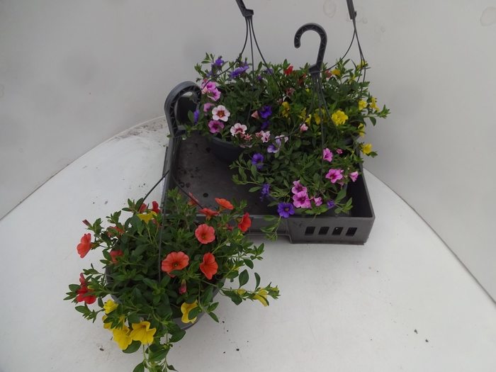 <h4>CALIB TR TRICOLORE</h4>