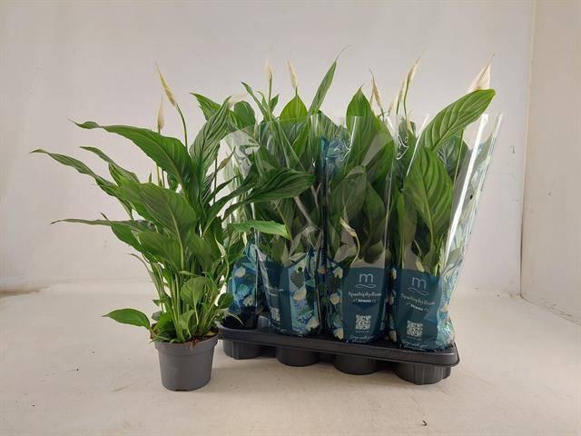 <h4>SPATH STRAUSS</h4>