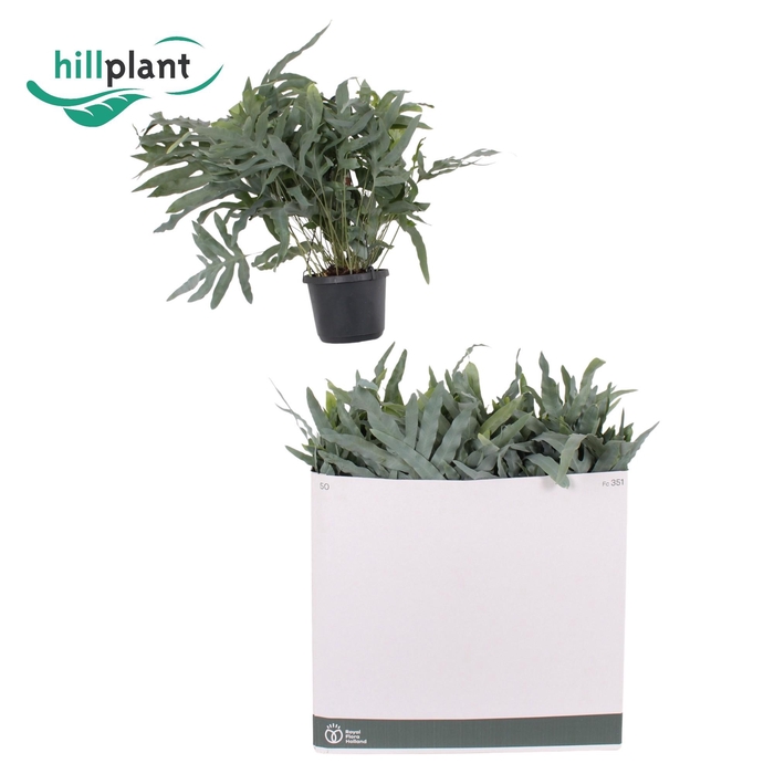 <h4>PHLEBO A BLUE STAR</h4>