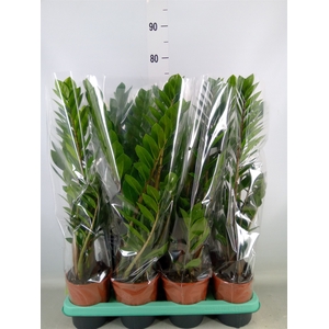 Zamioculcas zamiifolia