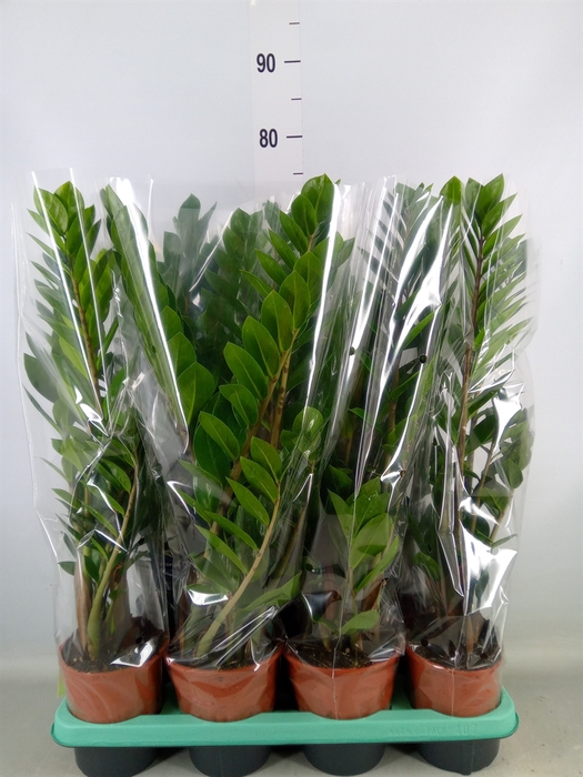 <h4>Zamioculcas zamiifolia</h4>