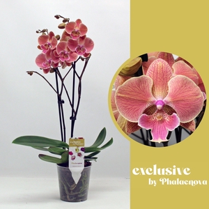 Nina 2-tak 50cm (GROEN)