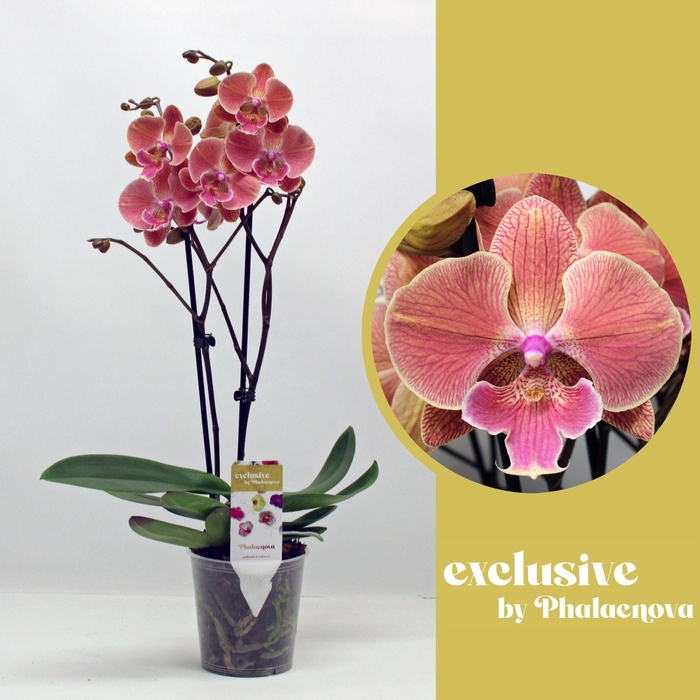 <h4>Nina 2-tak 50cm (GROEN)</h4>