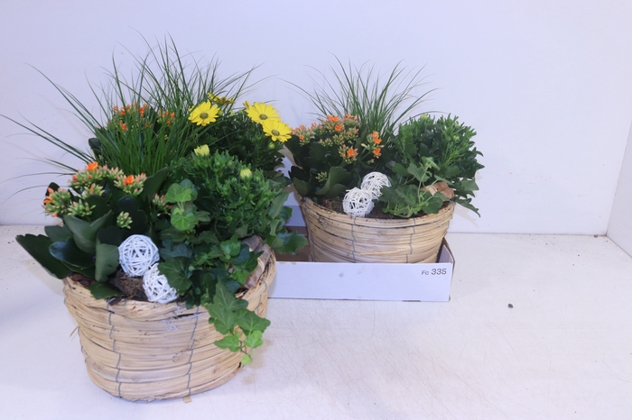 <h4>ARR TUINPLANTEN</h4>