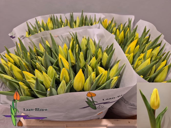 <h4>TU EN STRONG GOLD</h4>