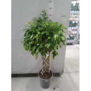 Ficus benja.   ...special shapes