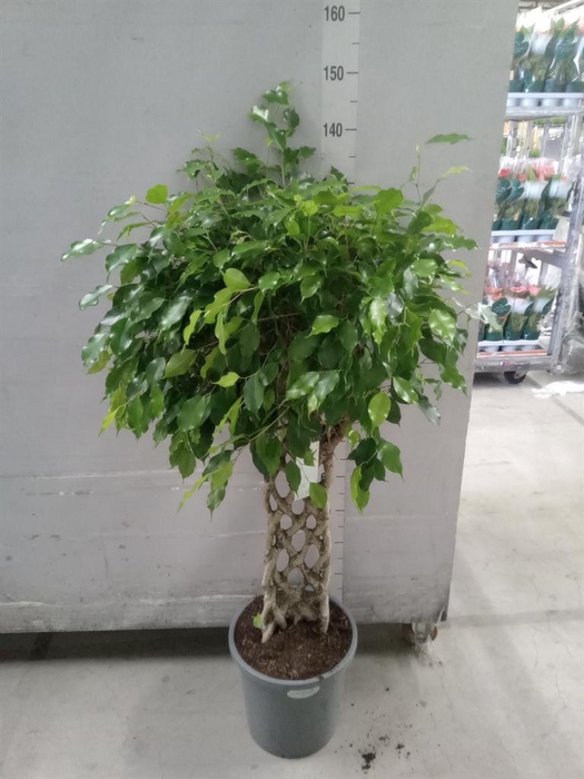 <h4>Ficus benja.   ...special shapes</h4>