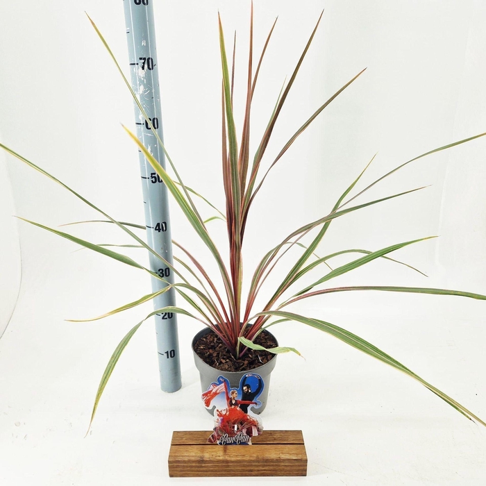 <h4>Cordyline</h4>