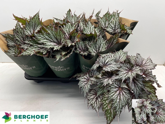 <h4>BEG BLAD OV</h4>