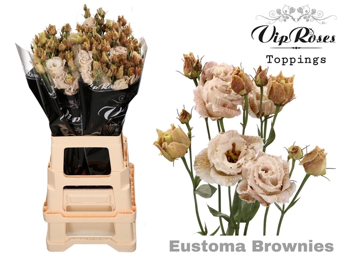 <h4>Eus G Alissa Paint Brownies</h4>