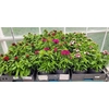Dian Chinensis 1 Klr Per Tray