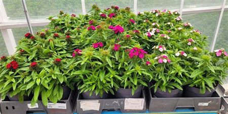 Dian Chinensis 1 Klr Per Tray