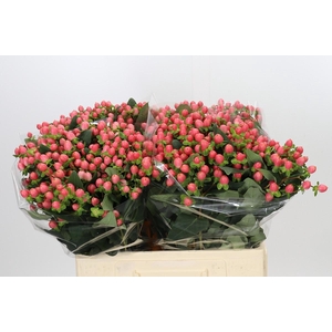 Hypericum Sweet Romance
