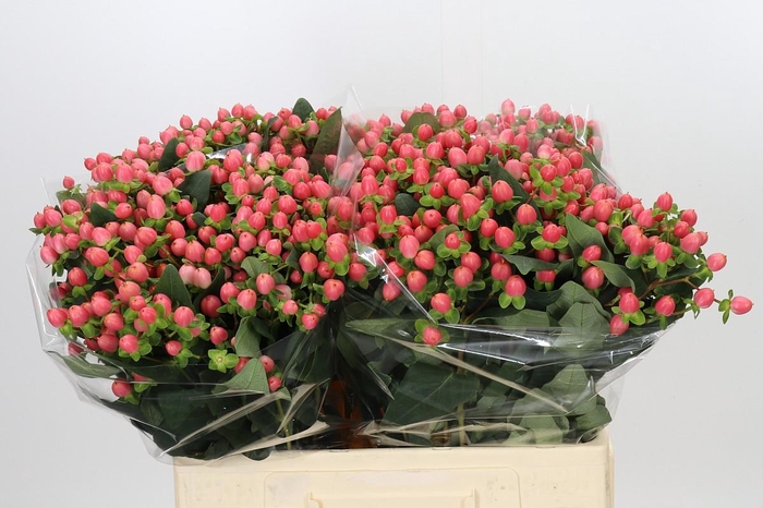 <h4>Hypericum Sweet Romance</h4>