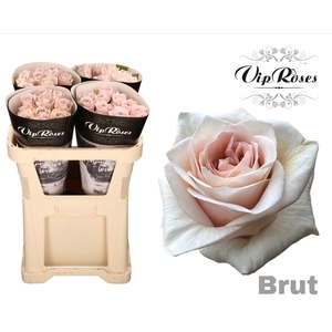 R GR BRUT!