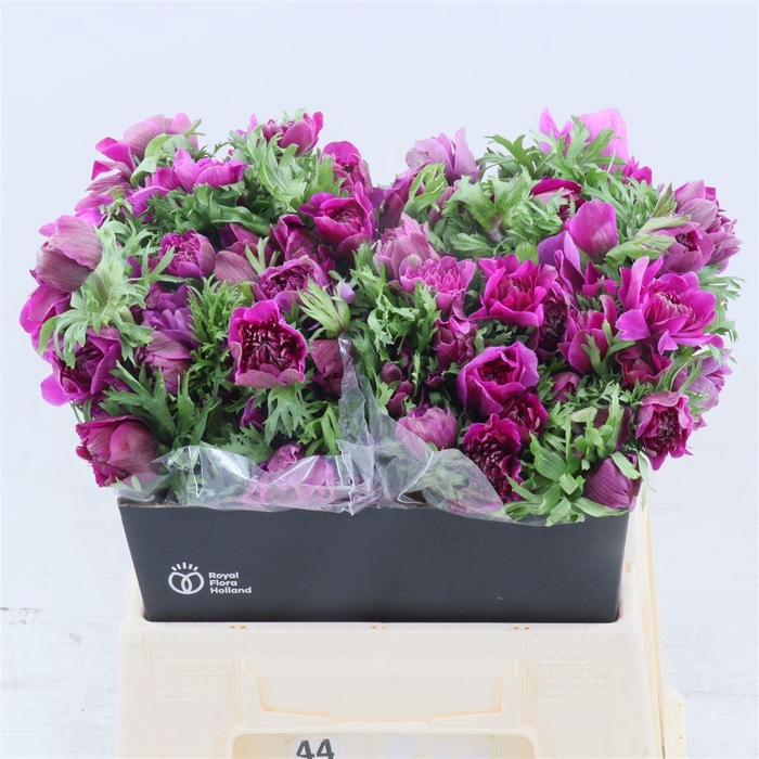 Anemone Fullstar Bright Rose