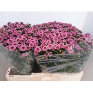 CHR S CALIMERO PINK