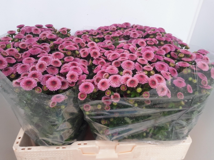 <h4>CHR S CALIMERO PINK</h4>