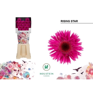 Germini Spider Rising Star Diamond